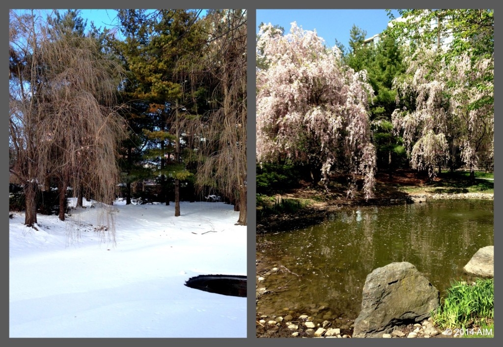 Kariya Park winter AIM pic3